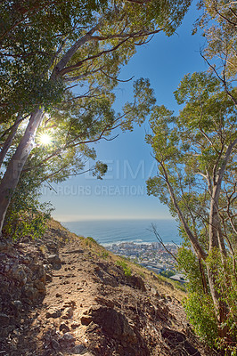 Buy stock photo Landscape of a mountain trail near cultivated woodland on Table Mountain in Cape Town. Forest of tall Eucalyptus trees growing on a sandy hill in South Africa overlooking the ocean and cityscape
