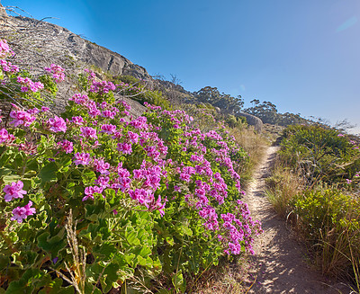 Buy stock photo Lush purple Vygie flowers and shrubs growing among the rocks on Table Mountain, Cape Town, South Africa. Flora and plants in a peaceful sustainable ecosystem and uncultivated nature reserve in summer