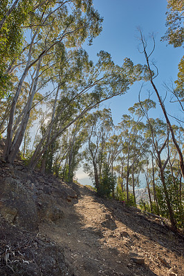 Buy stock photo Low angle of a mountain walking trail near cultivated woodland near Table Mountain in Cape Town. Forest of tall Eucalyptus trees growing on a sandy hill in South Africa for empty nature scene.