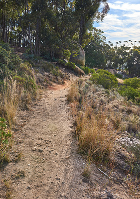Buy stock photo Landscape of a hiking trail near cultivated woodland on Table Mountain in Cape Town. Forest of tall Eucalyptus trees growing on a sandy hill in South Africa overlooking the ocean and cityscape