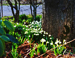 Common snowdrop - Galanthus nivalis 