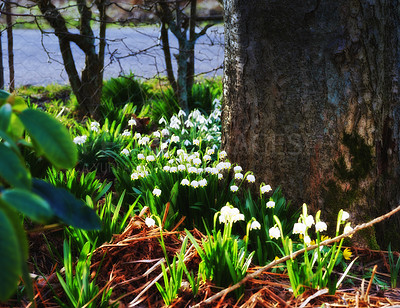 Buy stock photo Galanthus nivalis was described by the Swedish botanist Carl Linnaeus in his Species Plantarum in 1753, and given the specific epithet nivalis, meaning snowy (Galanthus means with milk-white flowers). This narrow-leaved snowdrop, with its delicate white hanging flowers, has become very popular in cultivation and is commonly planted in gardens and parks. It is now a familiar sight even in the British Isles and northern France where it is not native.
Snowdrops and their bulbs are poisonous to humans and can cause nausea, diarrhoea and vomiting if eaten in large quantities.