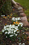 Common snowdrop - Galanthus nivalis 