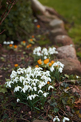 Buy stock photo Galanthus nivalis was described by the Swedish botanist Carl Linnaeus in his Species Plantarum in 1753, and given the specific epithet nivalis, meaning snowy (Galanthus means with milk-white flowers). This narrow-leaved snowdrop, with its delicate white hanging flowers, has become very popular in cultivation and is commonly planted in gardens and parks. It is now a familiar sight even in the British Isles and northern France where it is not native.
Snowdrops and their bulbs are poisonous to humans and can cause nausea, diarrhoea and vomiting if eaten in large quantities.