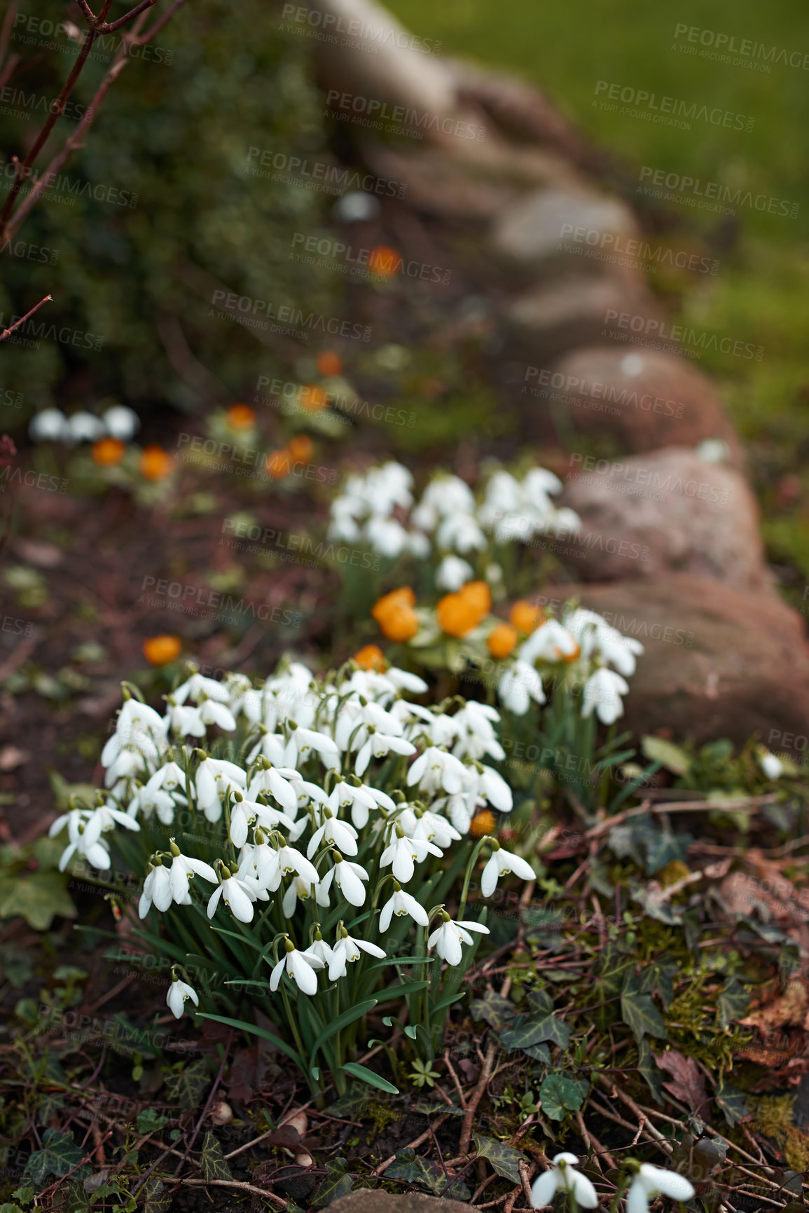 Buy stock photo Galanthus nivalis was described by the Swedish botanist Carl Linnaeus in his Species Plantarum in 1753, and given the specific epithet nivalis, meaning snowy (Galanthus means with milk-white flowers). This narrow-leaved snowdrop, with its delicate white hanging flowers, has become very popular in cultivation and is commonly planted in gardens and parks. It is now a familiar sight even in the British Isles and northern France where it is not native.
Snowdrops and their bulbs are poisonous to humans and can cause nausea, diarrhoea and vomiting if eaten in large quantities.