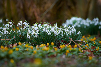 Buy stock photo Flowers, countryside and outdoor with nature, environment and sustainability with grass field. Empty, botany and floral with sunshine, growth or bloom with sprout, springtime or landscape with forest