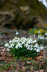 Common snowdrop - Galanthus nivalis 