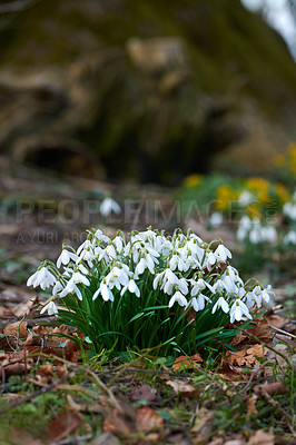 Buy stock photo Galanthus nivalis was described by the Swedish botanist Carl Linnaeus in his Species Plantarum in 1753, and given the specific epithet nivalis, meaning snowy (Galanthus means with milk-white flowers). This narrow-leaved snowdrop, with its delicate white hanging flowers, has become very popular in cultivation and is commonly planted in gardens and parks. It is now a familiar sight even in the British Isles and northern France where it is not native.
Snowdrops and their bulbs are poisonous to humans and can cause nausea, diarrhoea and vomiting if eaten in large quantities.