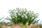 Common snowdrop - Galanthus nivalis 