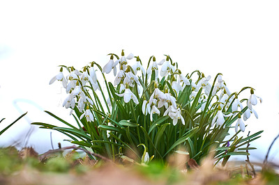 Buy stock photo Flowers, plants and outdoor with nature, sprout and landscape with grass field. Empty, poison and floral with sunshine, growth and bloom with countryside, sustainability and ecology with snowdrop