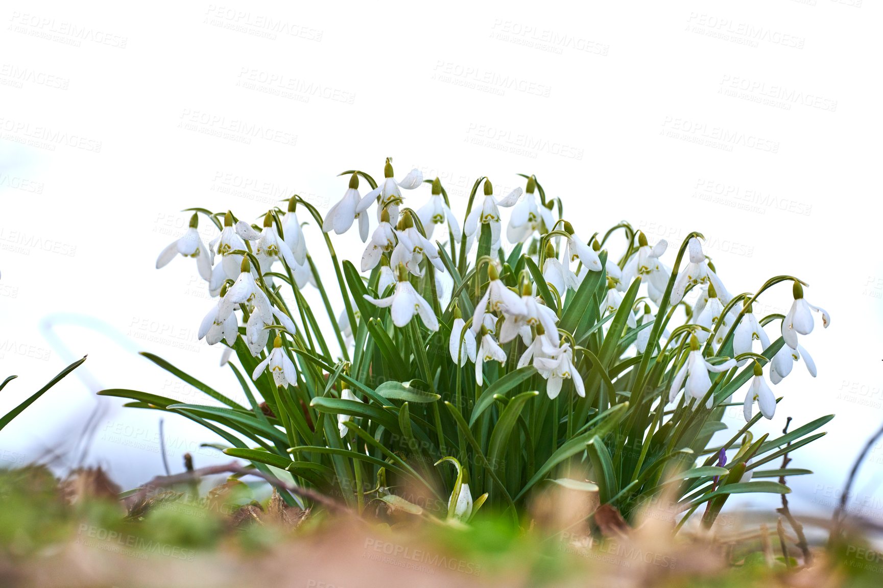 Buy stock photo Galanthus nivalis was described by the Swedish botanist Carl Linnaeus in his Species Plantarum in 1753, and given the specific epithet nivalis, meaning snowy (Galanthus means with milk-white flowers). This narrow-leaved snowdrop, with its delicate white hanging flowers, has become very popular in cultivation and is commonly planted in gardens and parks. It is now a familiar sight even in the British Isles and northern France where it is not native.
Snowdrops and their bulbs are poisonous to humans and can cause nausea, diarrhoea and vomiting if eaten in large quantities.