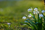 Common snowdrop - Galanthus nivalis 