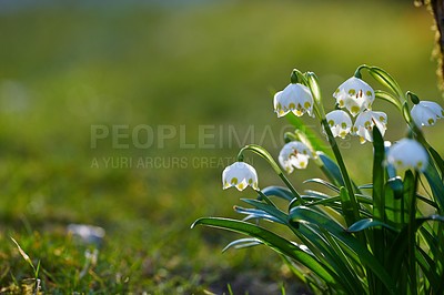 Buy stock photo 
Galanthus nivalis was described by the Swedish botanist Carl Linnaeus in his Species Plantarum in 1753, and given the specific epithet nivalis, meaning snowy (Galanthus means with milk-white flowers). This narrow-leaved snowdrop, with its delicate white hanging flowers, has become very popular in cultivation and is commonly planted in gardens and parks. It is now a familiar sight even in the British Isles and northern France where it is not native.
Snowdrops and their bulbs are poisonous to humans and can cause nausea, diarrhoea and vomiting if eaten in large quantities.