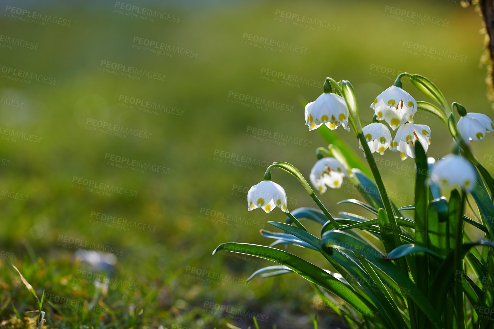 Buy stock photo Flowers, plants and outdoor with environment, floral and sustainability with grass field. Empty, botany and countryside with landscape, growth and bloom with nature, earth day and eco friendly space