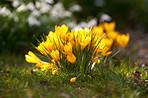 Beautiful crocus