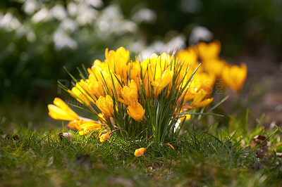 Buy stock photo A beautiful Crocus Flavus flower growing in a garden in a backyard. Closeup of a yellow plant outdoors in nature grown on green grass on summer or spring day. Bright and vibrant flora on the lawn