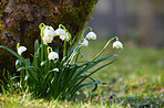 Common snowdrop - Galanthus nivalis 