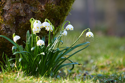 Buy stock photo 
Galanthus nivalis was described by the Swedish botanist Carl Linnaeus in his Species Plantarum in 1753, and given the specific epithet nivalis, meaning snowy (Galanthus means with milk-white flowers). This narrow-leaved snowdrop, with its delicate white hanging flowers, has become very popular in cultivation and is commonly planted in gardens and parks. It is now a familiar sight even in the British Isles and northern France where it is not native.
Snowdrops and their bulbs are poisonous to humans and can cause nausea, diarrhoea and vomiting if eaten in large quantities.