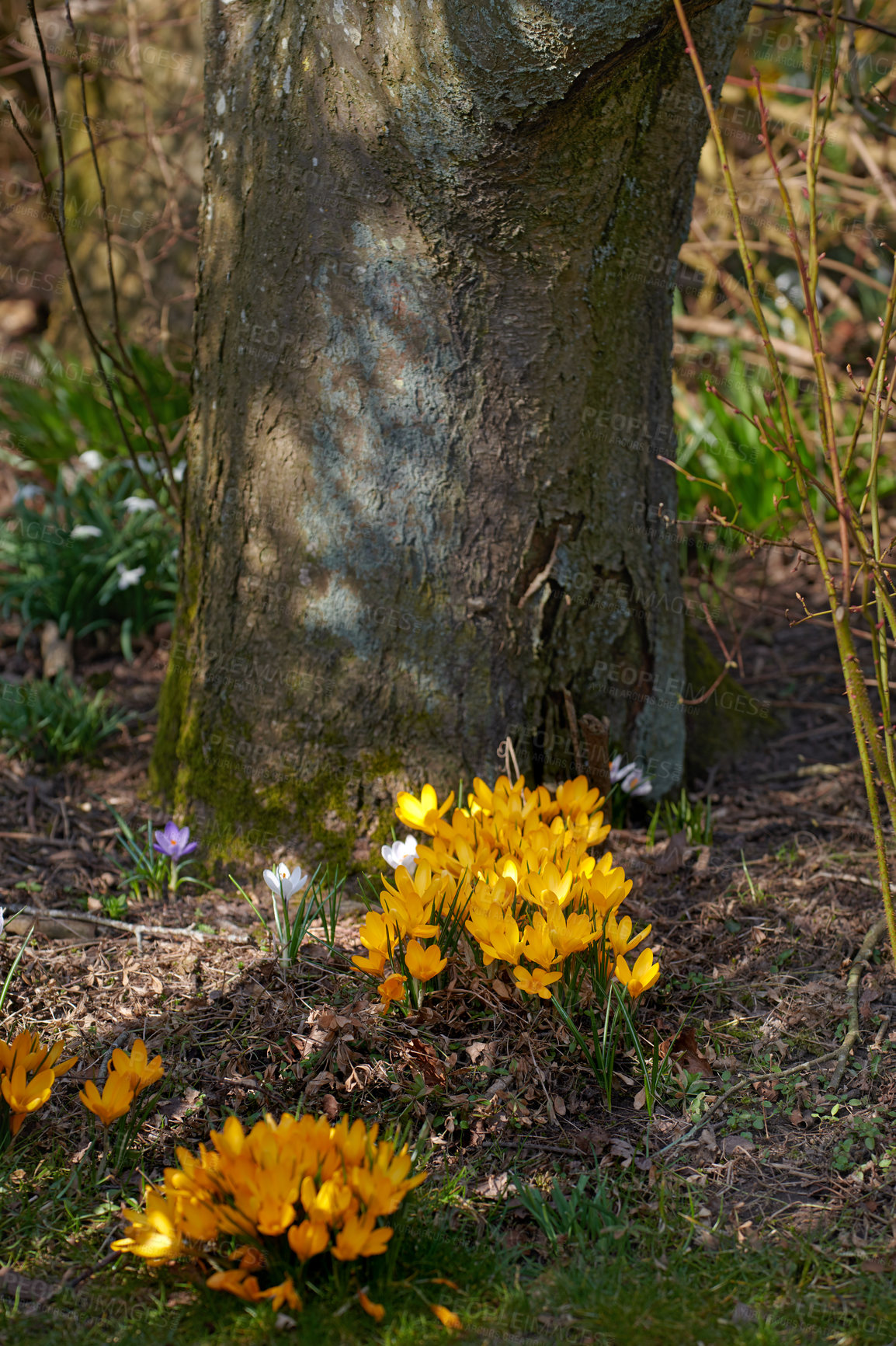 Buy stock photo Bright yellow beautiful Crocus growing near a large tree trunk outdoors in nature on a sunny afternoon. Vibrant flower blooming and blossoming in a forest or woods in nature