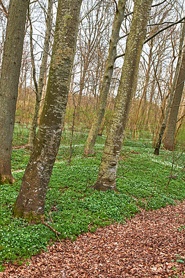 Buy stock photo Forest in springtime in Denmark