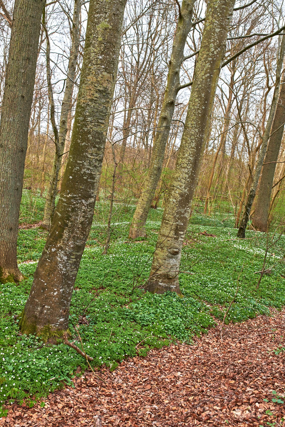 Buy stock photo Forest in springtime in Denmark