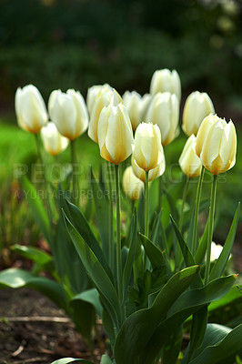 Buy stock photo Beautiful tulips in my garden in early springtime