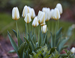 Common snowdrop - Galanthus nivalis 