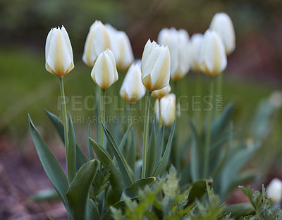 Buy stock photo Flowers, landscape and outdoor with nature, environment and growth with grass field. Snowdrops, botany or floral with sunshine, springtime and bloom with sprout, earth day and countryside with plants