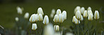 Common snowdrop - Galanthus nivalis 