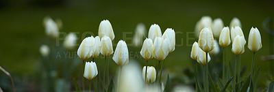 Buy stock photo Galanthus nivalis was described by the Swedish botanist Carl Linnaeus in his Species Plantarum in 1753, and given the specific epithet nivalis, meaning snowy (Galanthus means with milk-white flowers). This narrow-leaved snowdrop, with its delicate white hanging flowers, has become very popular in cultivation and is commonly planted in gardens and parks. It is now a familiar sight even in the British Isles and northern France where it is not native.
Snowdrops and their bulbs are poisonous to humans and can cause nausea, diarrhoea and vomiting if eaten in large quantities.