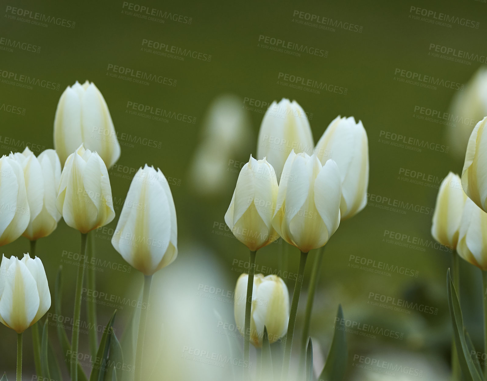 Buy stock photo Galanthus nivalis was described by the Swedish botanist Carl Linnaeus in his Species Plantarum in 1753, and given the specific epithet nivalis, meaning snowy (Galanthus means with milk-white flowers). This narrow-leaved snowdrop, with its delicate white hanging flowers, has become very popular in cultivation and is commonly planted in gardens and parks. It is now a familiar sight even in the British Isles and northern France where it is not native.
Snowdrops and their bulbs are poisonous to humans and can cause nausea, diarrhoea and vomiting if eaten in large quantities.