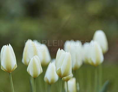 Buy stock photo Tulips, natural garden and outdoor for botany, eco friendly environment and grass for growth. Forest, flowers bloom and public park for horticulture plants, sustainable wildlife and woods for fauna