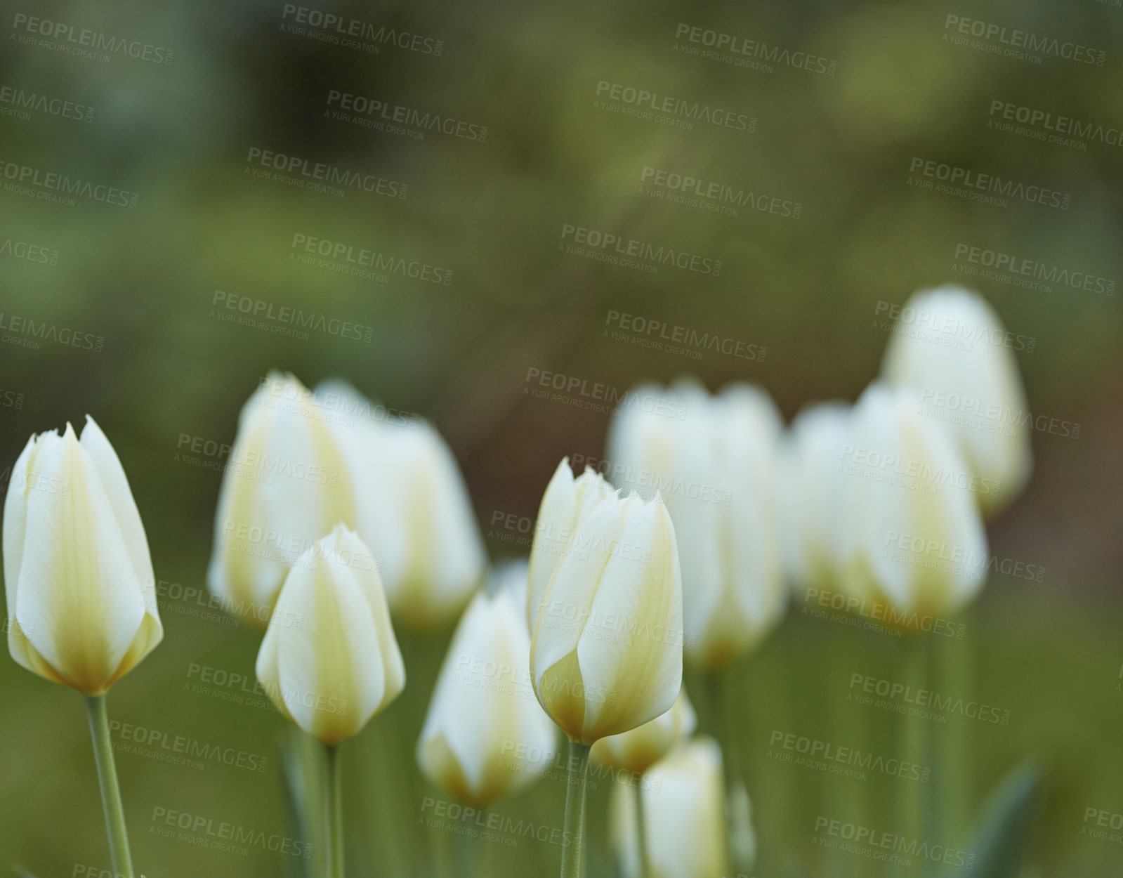 Buy stock photo Galanthus nivalis was described by the Swedish botanist Carl Linnaeus in his Species Plantarum in 1753, and given the specific epithet nivalis, meaning snowy (Galanthus means with milk-white flowers). This narrow-leaved snowdrop, with its delicate white hanging flowers, has become very popular in cultivation and is commonly planted in gardens and parks. It is now a familiar sight even in the British Isles and northern France where it is not native.
Snowdrops and their bulbs are poisonous to humans and can cause nausea, diarrhoea and vomiting if eaten in large quantities.