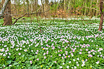 Flowers in the forest in spriingtime