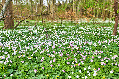 Buy stock photo Meadow, nature or forest with flowers in environment, botanical ecology or blooming plants. Pink wood anemones, blossom or countryside botany in outdoor ecosystem for floral growth or sustainability