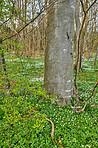 Flowers in the forest in spriingtime