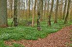 Flowers in the forest in spriingtime