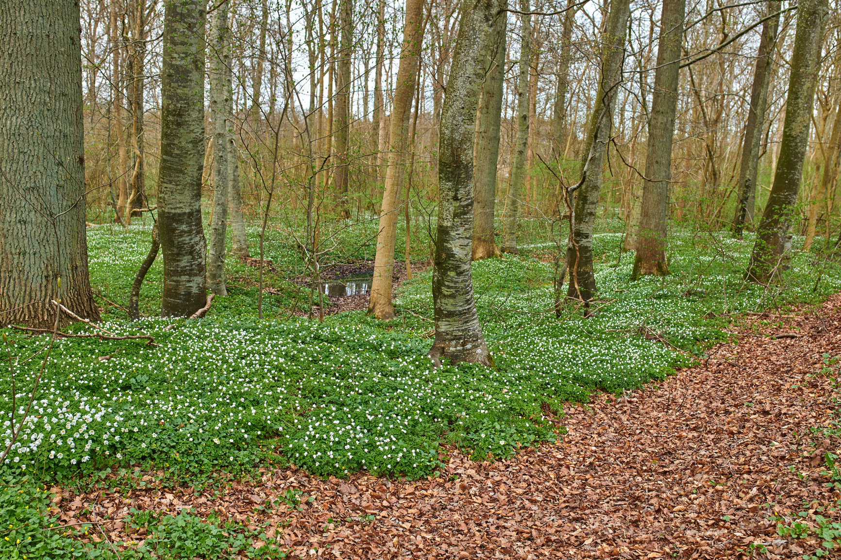 Buy stock photo Forest in springtime in Denmark