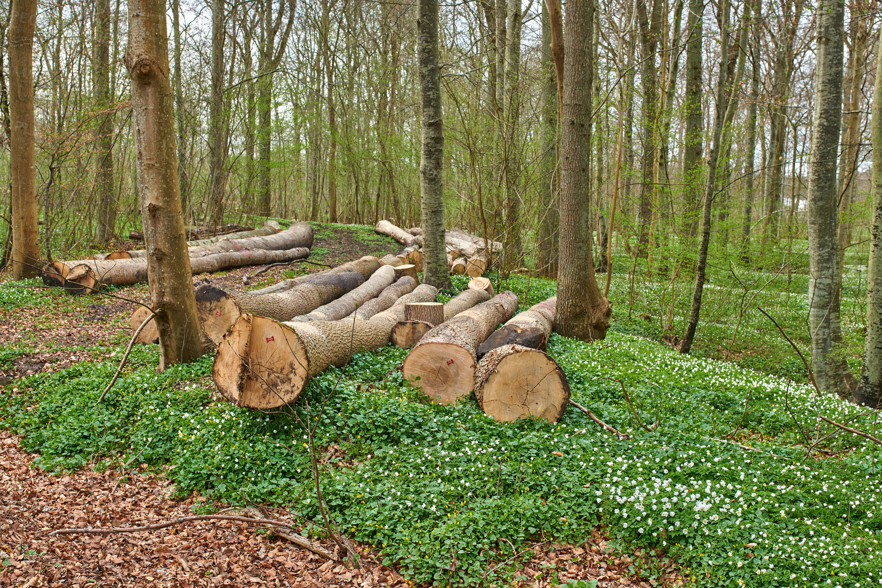 Buy stock photo Forest in springtime in Denmark