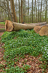 Flowers in the forest in spriingtime