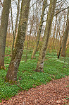 Flowers in the forest in spriingtime