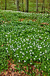 Flowers in the forest in spriingtime