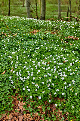 Buy stock photo Field, natural garden and peace in forest, eco friendly environment and grass for growth. Bush, windflowers and public park for horticulture plants, sustainable land and woods for foliage meadow