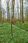 Flowers in the forest in spriingtime