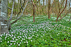 Flowers in the forest in spriingtime