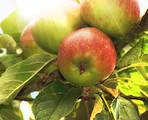 Fresh apple in the garden