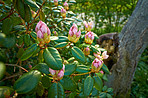 Rhododendron - garden flowers in May