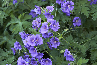 Buy stock photo Beautiful garden flower bed on a lawn. Perennial purple cranesbill blossoms growing and thriving in spring. Colorful ornamental flowers blooming in a neat and green park or well maintained backyard