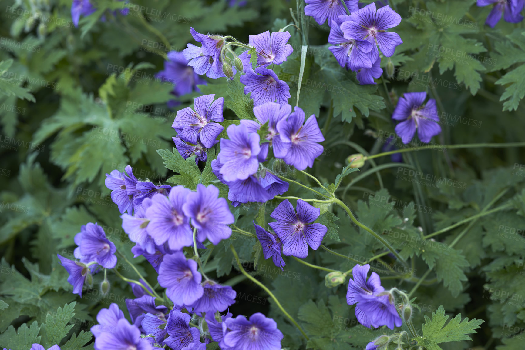 Buy stock photo Beautiful garden flower bed on a lawn. Perennial purple cranesbill blossoms growing and thriving in spring. Colorful ornamental flowers blooming in a neat and green park or well maintained backyard