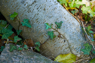 Buy stock photo Closeup of a tree trunk in a forest. Oak bark trees growing with nature in harmony. Macro detail of tranquil growth in a zen, quiet jungle. Soothing nature with fresh air, patterns and texture